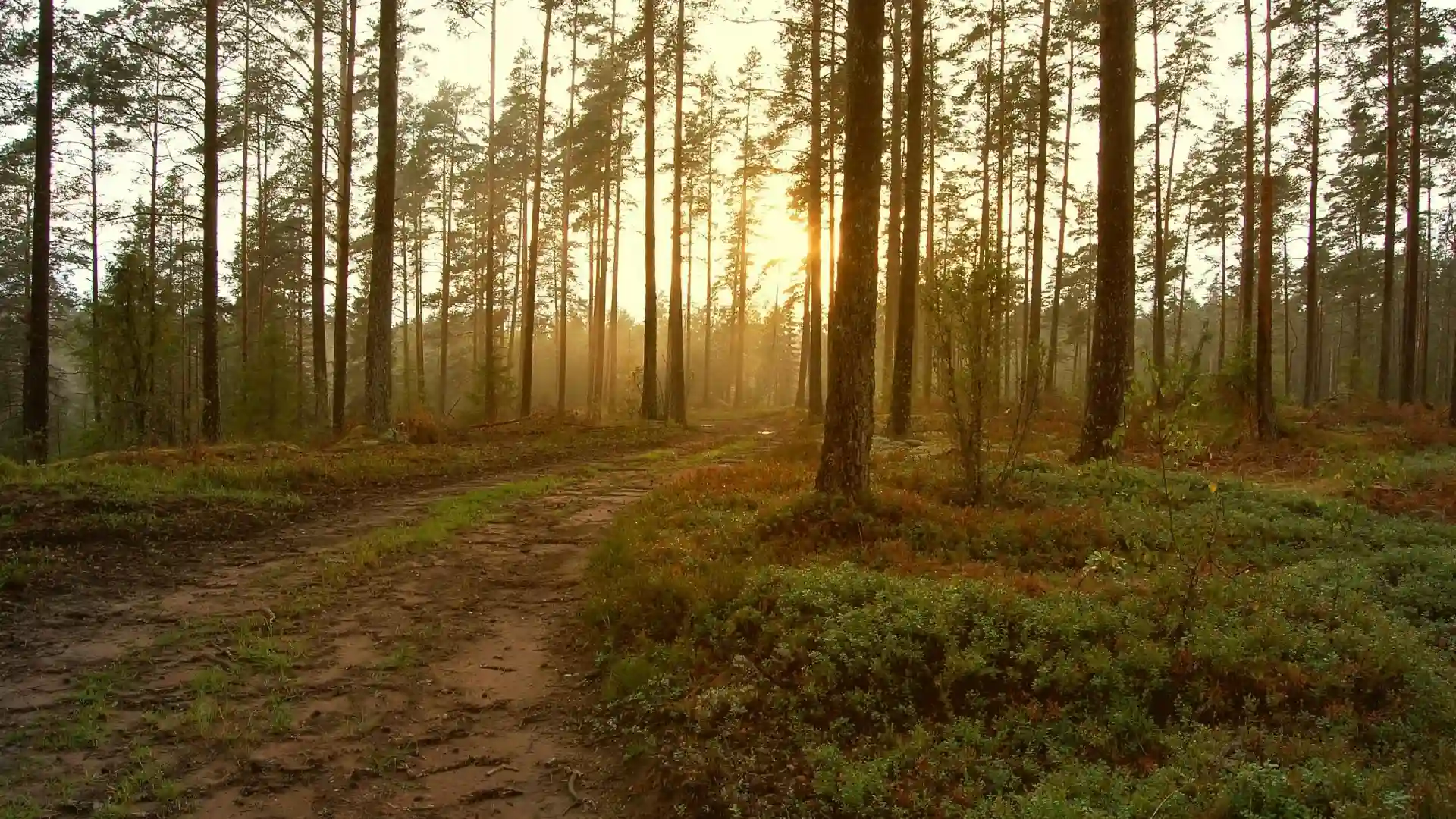 Trädfällning i Tyresö utförd tryggt och säkert av Linds Trädfällning.