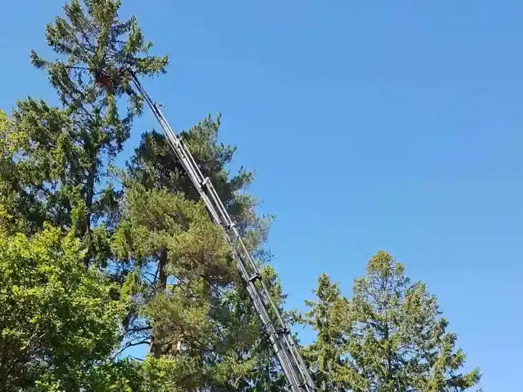 Avancerad och svår trädfällning med kranbil – Linds Trädfällning